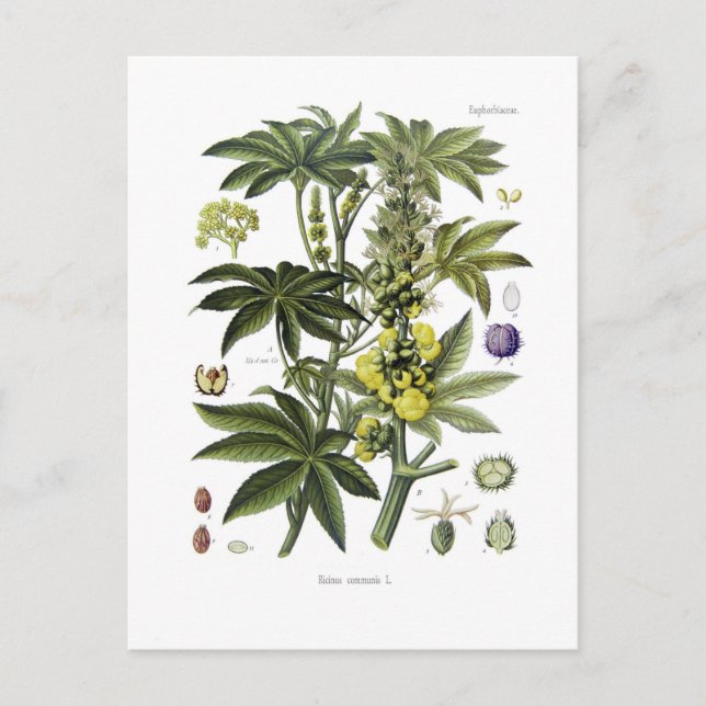 Ricinus communis (Castor Oil Plant) Postcard (Front)