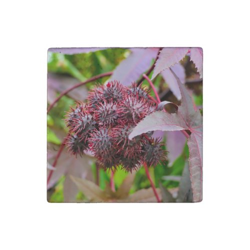 Ricinus communis stone magnet