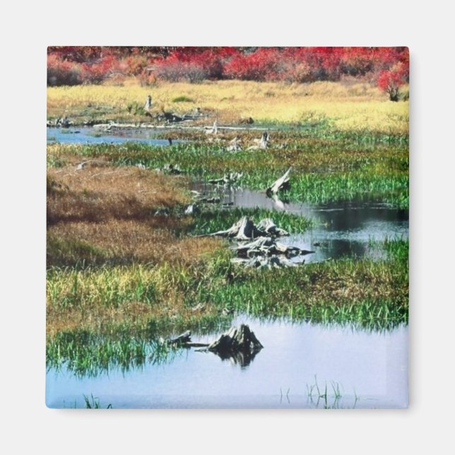 Ricketts Glen State Park, PA Magnet (Front)