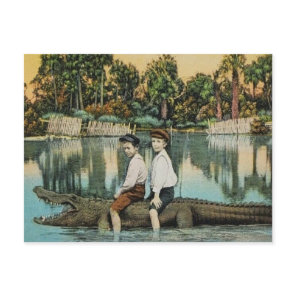 Ride'um Gator Funny Postcard