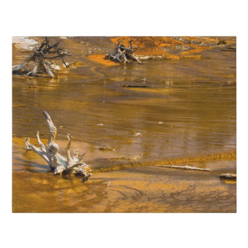 Ridgepole Pine stumps in Yellowstone Faux Canvas Print