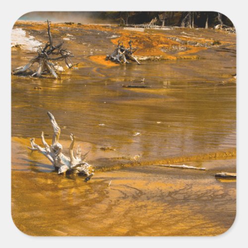 Ridgepole Pine stumps in Yellowstone Square Sticker