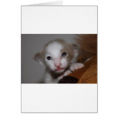 Ridiculously cute baby kitten (Front)