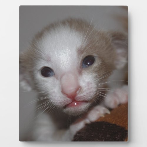 Ridiculously cute baby kitten plaque