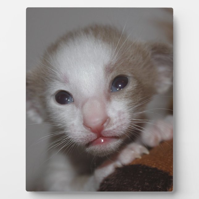 Ridiculously cute baby kitten plaque (Front)