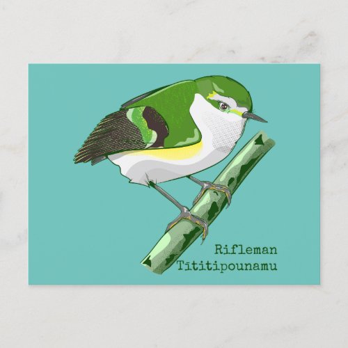 Rifleman tititiponamu NZ bird Postcard