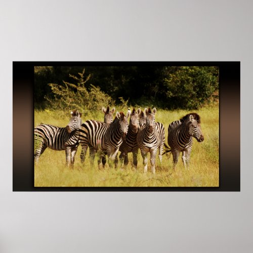 Right at You _ zebras safari wildlife Poster