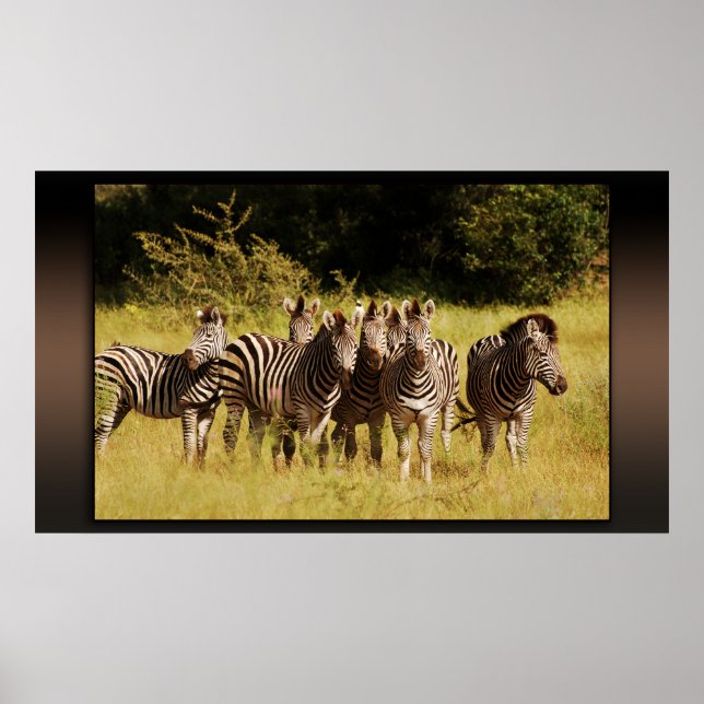 Right at You - zebras safari wildlife Poster (Front)