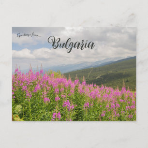 Rila Mountains and Pink Flowers in Bulgaria Postcard