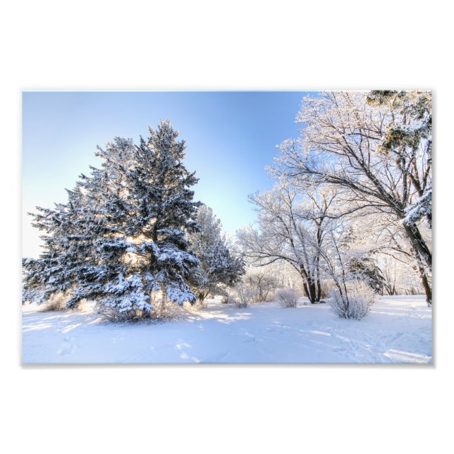 Rime Frost in Yorkton SK Photo Print (Front)