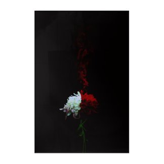 Rin Kikuichi - Chrysanthemum Acrylic Print