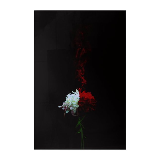 Rin Kikuichi - Chrysanthemum Acrylic Print (Front)