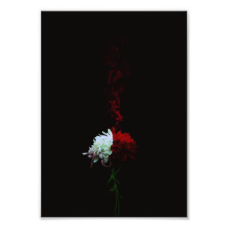 Rin Kikuichi - Chrysanthemum Photo Print