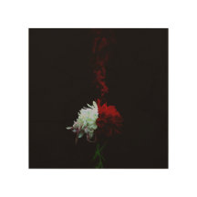 Rin Kikuichi - Chrysanthemum
