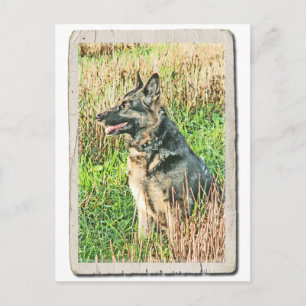 Rin Tin Tin tribute postcard