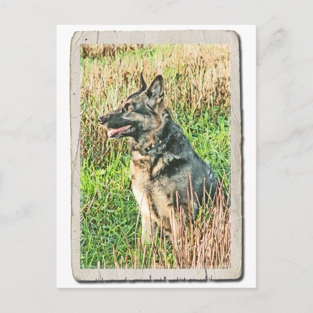 Rin Tin Tin tribute postcard (Front)