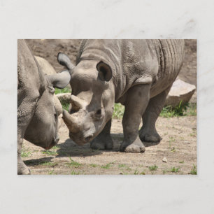 Rinamic Duo Postcard