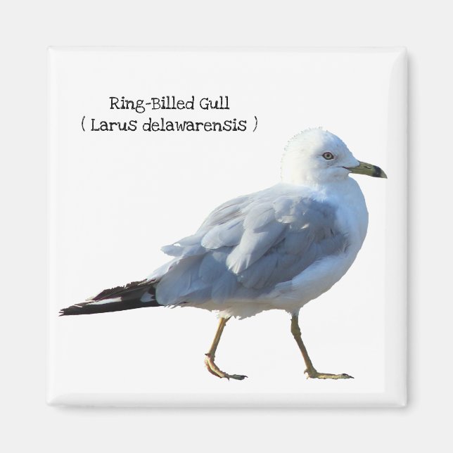 Ring-Billed Gull Magnet (Front)