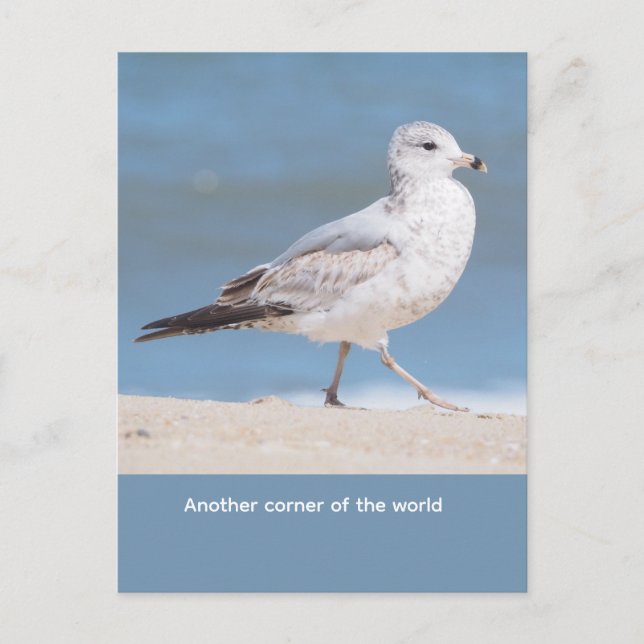  Ring-billed Gull  Postcard (Front)