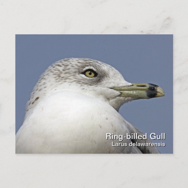 Ring-billed Gull Postcard (Front)