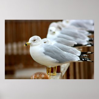 Ring Billed Gull: Seagulls on Lake Dock in Winter