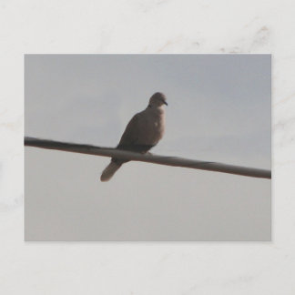 Ring Neck Dove Postcard