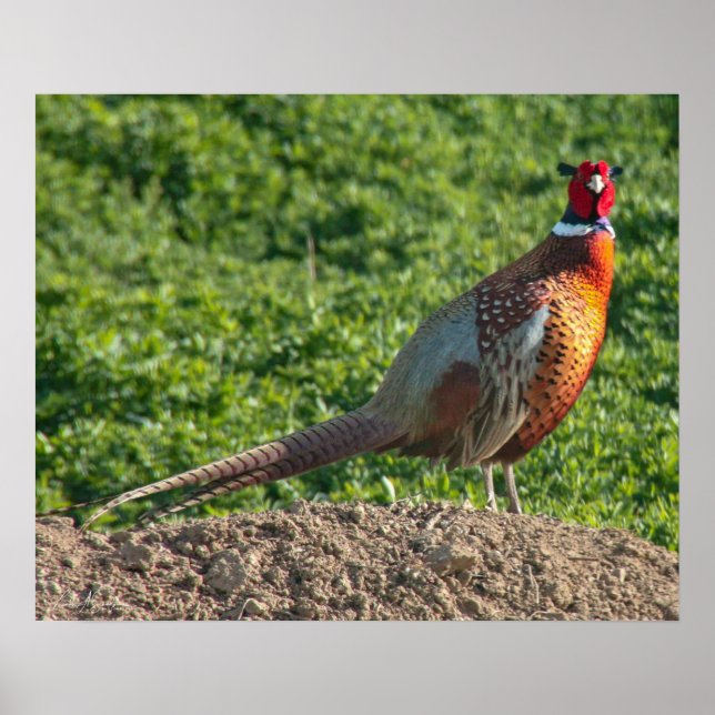 Ring Neck Pheasant Poster (Front)