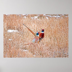 Ring-neck Pheasants Poster