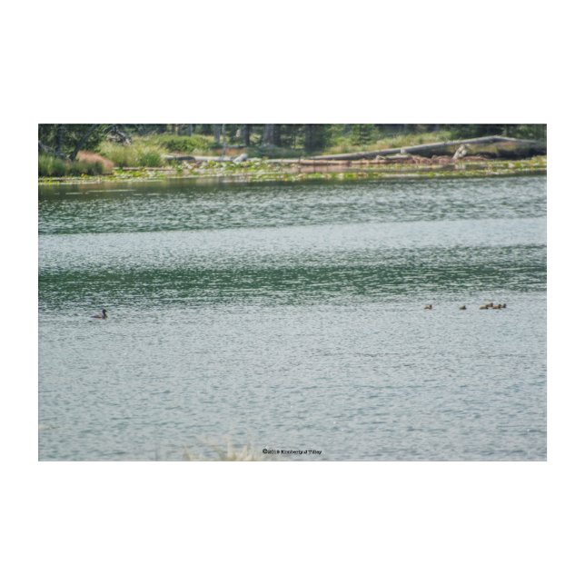 Ring-necked Duck Acrylic Print (Front)