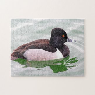 Ring Necked Duck
