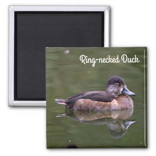 Ring_necked Duck Magnet