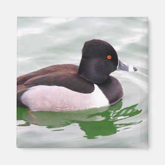 Ring Necked Duck