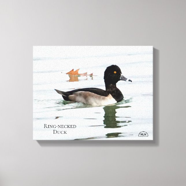 Ring-necked duck male canvas print (Front)