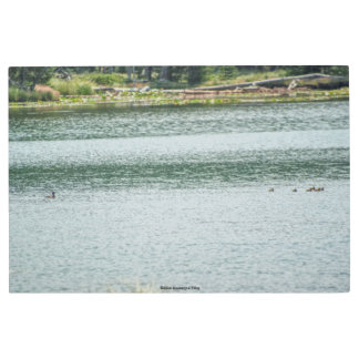 Ring-necked Duck Metal Print