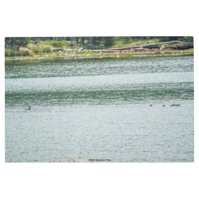 Ring-necked Duck Metal Print (Front)