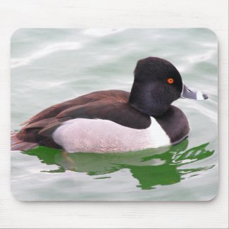 Ring Necked Duck
