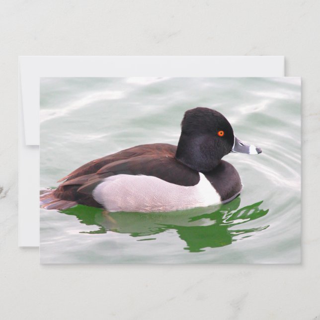 Ring Necked Duck Note Card (Front)