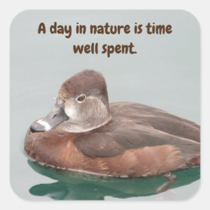 Ring-necked Duck Photo Beautiful Brown Female Bird Square Sticker