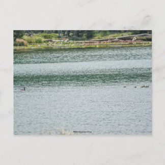 Ring-necked Duck Postcard