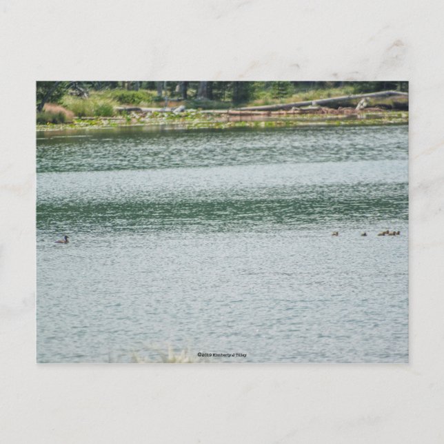 Ring-necked Duck Postcard (Front)