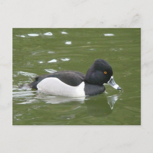 Ring_necked Duck Postcard