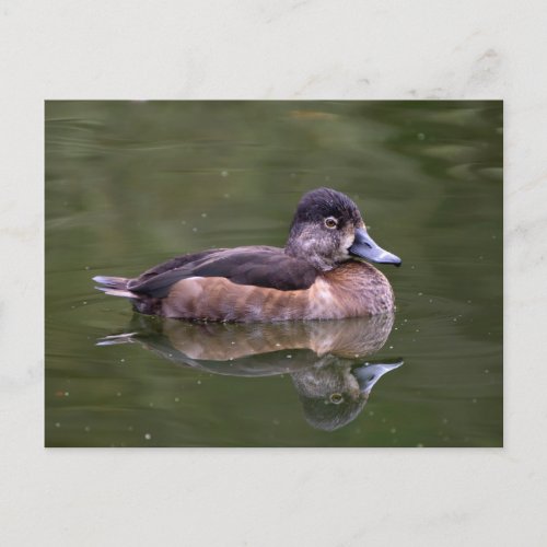Ring_Necked Duck Postcard