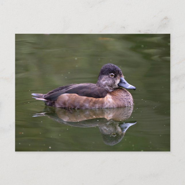 Ring-Necked Duck Postcard (Front)
