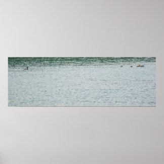 Ring-necked Duck Poster