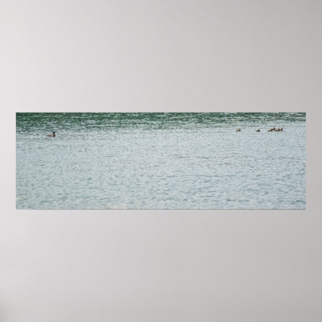 Ring-necked Duck Poster (Front)