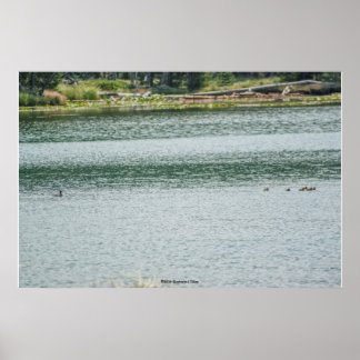 Ring-necked Duck Poster