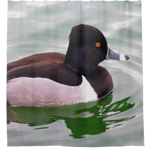 Ring Necked Duck Shower Curtain (Front)
