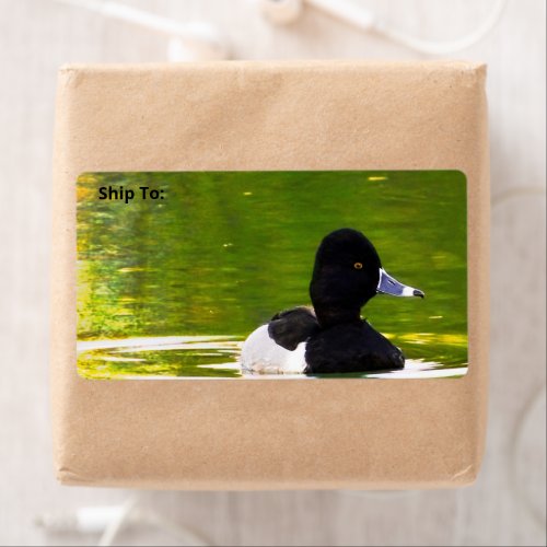 Ring_Necked Ducks Black  White Birds Green Water Label