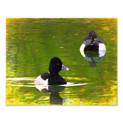 Ring_Necked Ducks Black  White Birds Green Water Photo Print