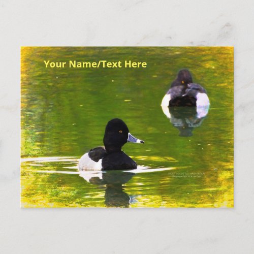 Ring_Necked Ducks Black  White Birds Green Water Postcard